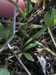 Brachyscome graminea