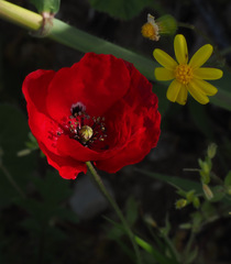 Papaver humile