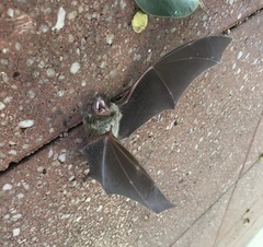 Vespadelus vulturnus