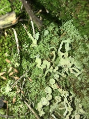 Cladonia umbricola