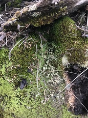 Cladonia umbricola
