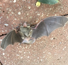 Vespadelus vulturnus