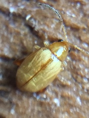 Longitarsus jacobaeae