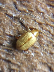 Longitarsus jacobaeae