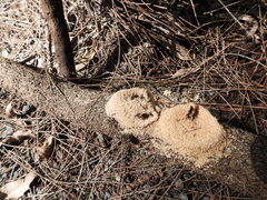 Camponotus consobrinus