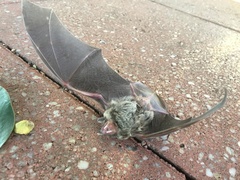 Vespadelus vulturnus