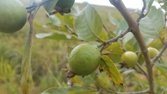 Psidium guineense