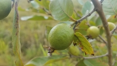 Psidium guineense