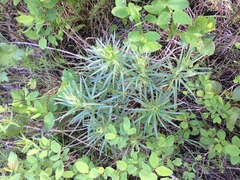 Lithospermum ruderale