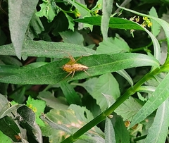 Oxyopes