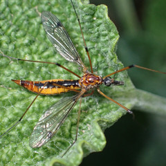 Tipula californica