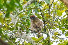 Piliocolobus tephrosceles
