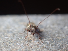 Phymatus