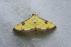 Ategumia