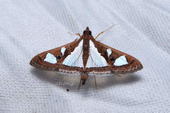 Glyphodes bivitralis