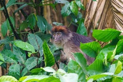 Piliocolobus tephrosceles