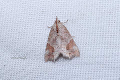 Olulis japonica