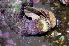 Thylacodes adamsii