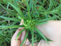 Lithospermum ruderale