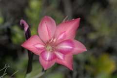 Gladiolus carmineus
