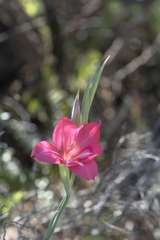 Gladiolus carmineus
