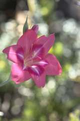 Gladiolus carmineus