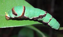 Papilio ambrax