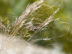 Achnatherum parviflorum