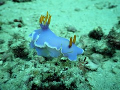 Hypselodoris apolegma