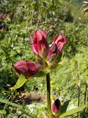Gentiana purpurea