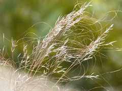 Achnatherum parviflorum