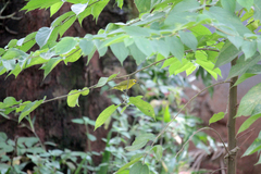 Zosterops stuhlmanni