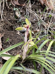 Cymbidium goeringii