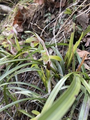 Cymbidium goeringii
