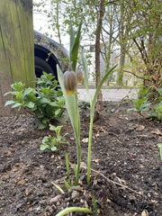 Fritillaria uva-vulpis