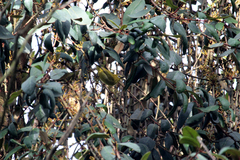 Zosterops stuhlmanni