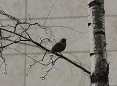 Sturnus vulgaris
