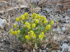 Helianthemum squamatum