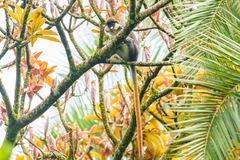 Cercopithecus ascanius