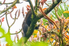 Cercopithecus ascanius