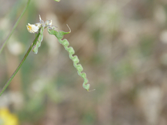 Hippocrepis scabra