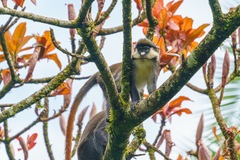 Cercopithecus ascanius