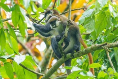 Cercopithecus ascanius