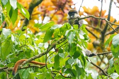 Cercopithecus ascanius