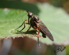 Empis