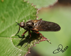 Empis