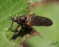 Empis
