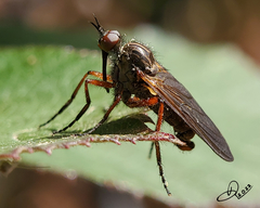 Empis