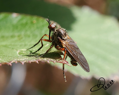 Empis