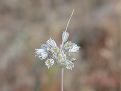 Allium pallens